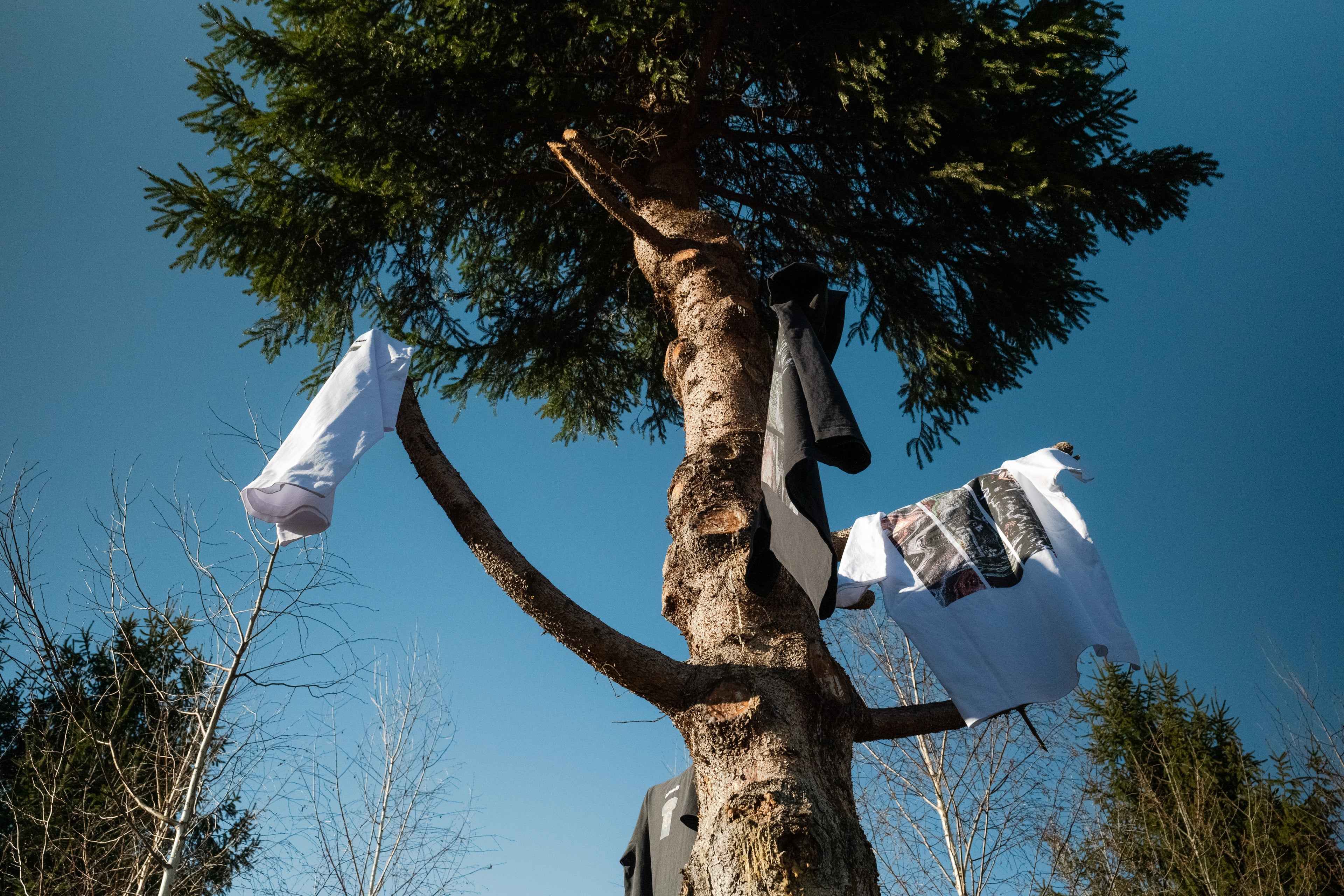 cotton t-shirts with DTG print hanging from pine branches with deep blue sky in the background