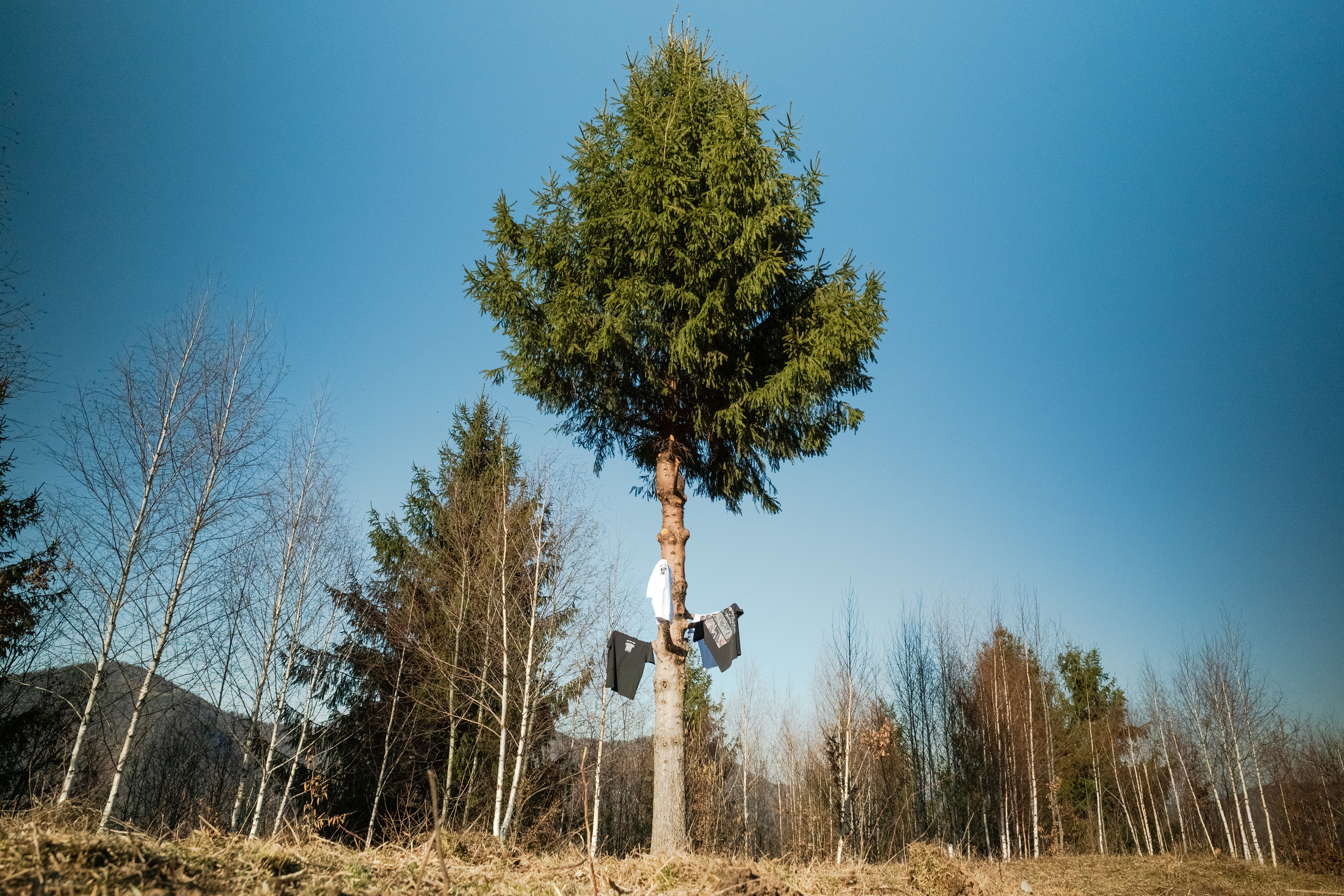 white and black t-shirts with DTG print hanging from pine branches with forest and deep blue sky in the background