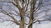 boy climbing tree with white cotton T-shirt dynamic cuts in video 